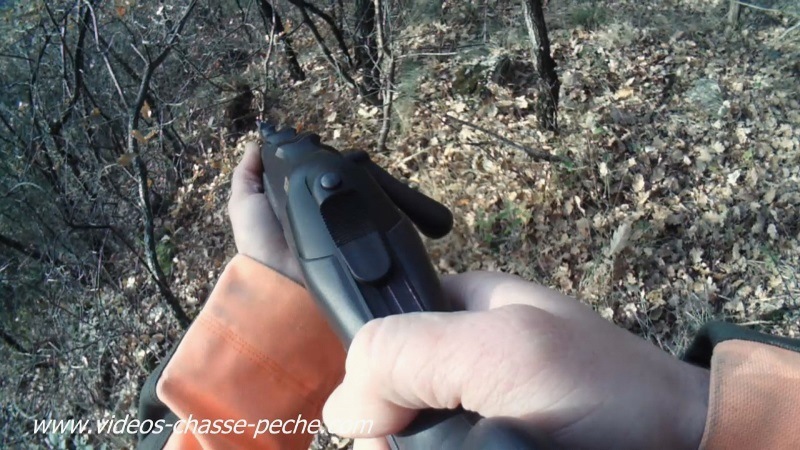 chasse sanglier avec rabatteur